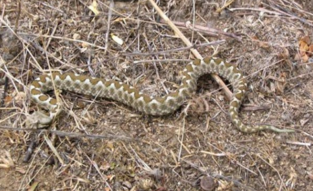 В Австралии нашли змею с тремя глазами (ФОТО)  